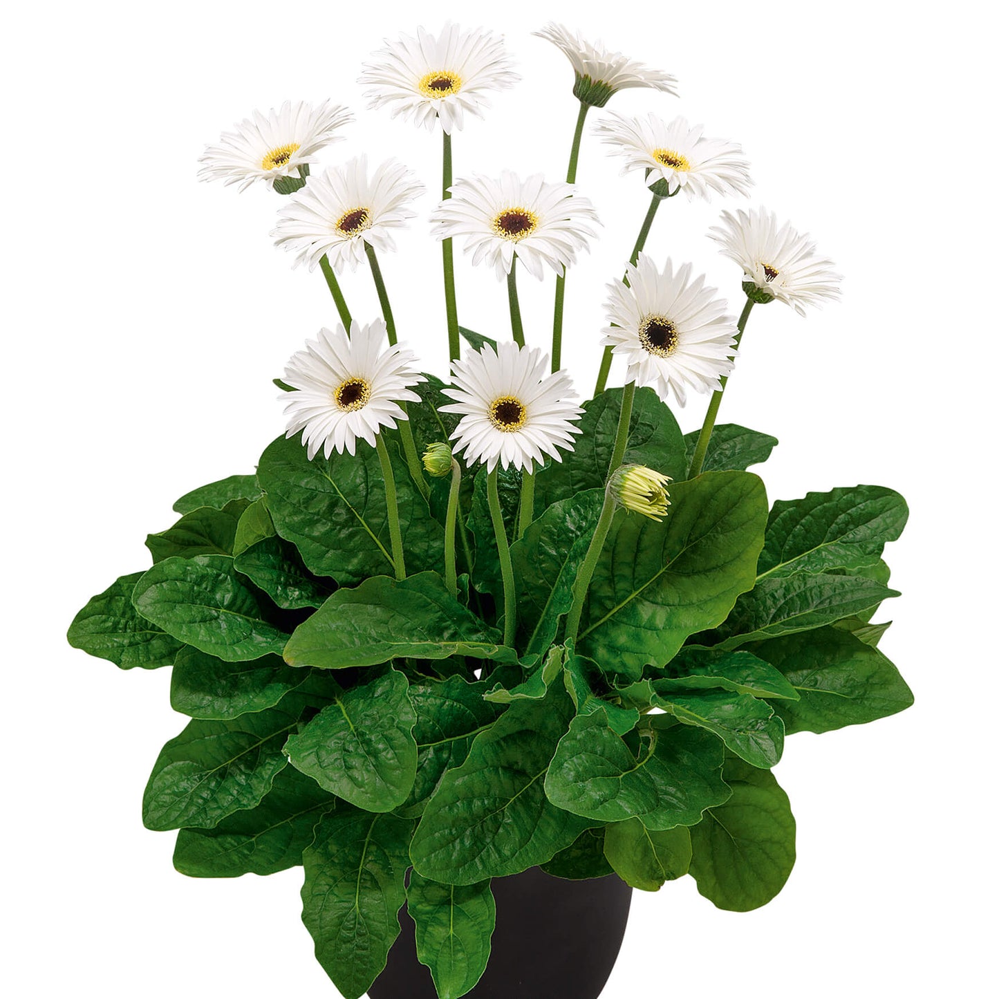 Gerbera Garvinea® in verschiedenen Farben