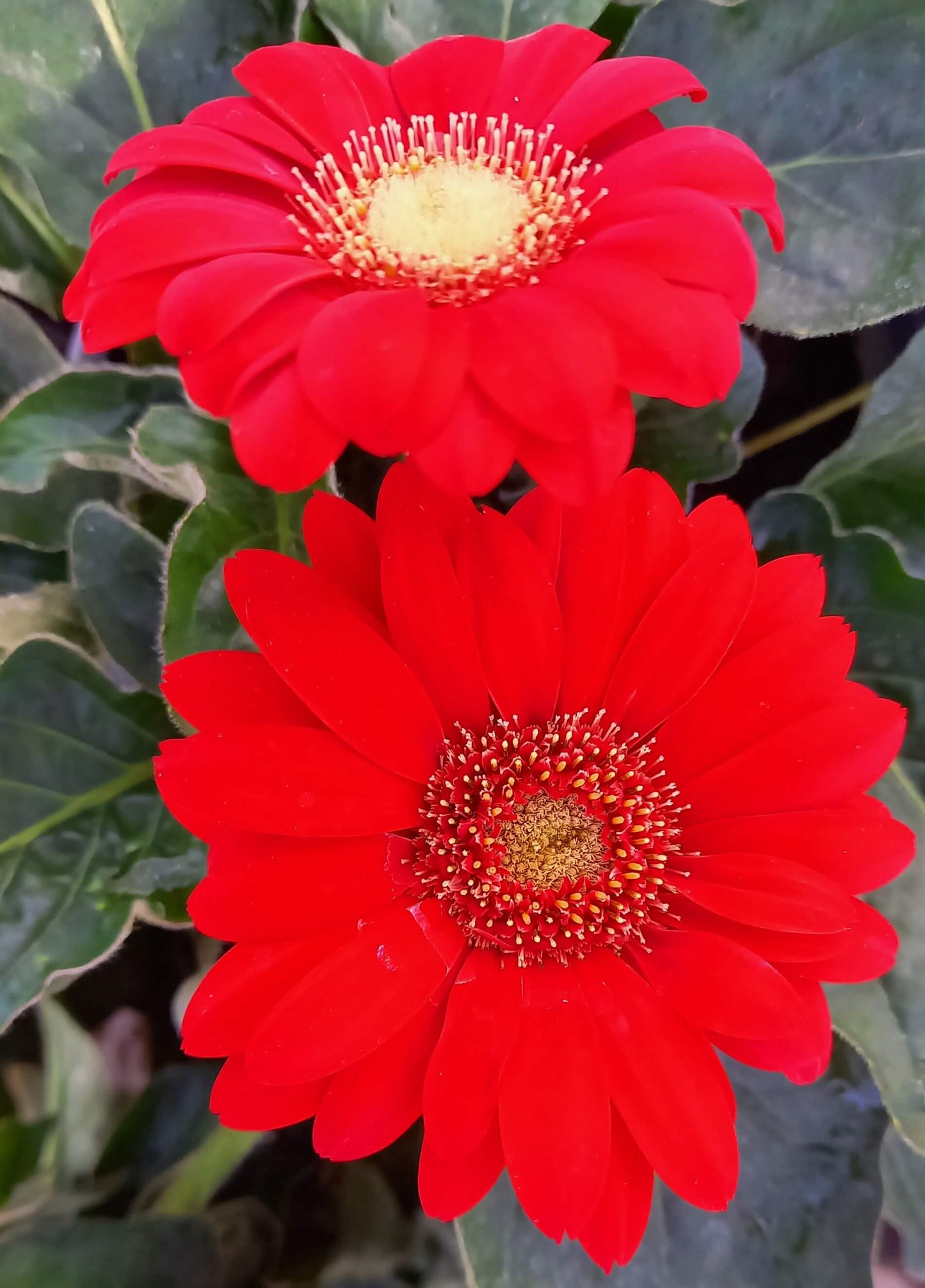Gerbera Garvinea® in verschiedenen Farben