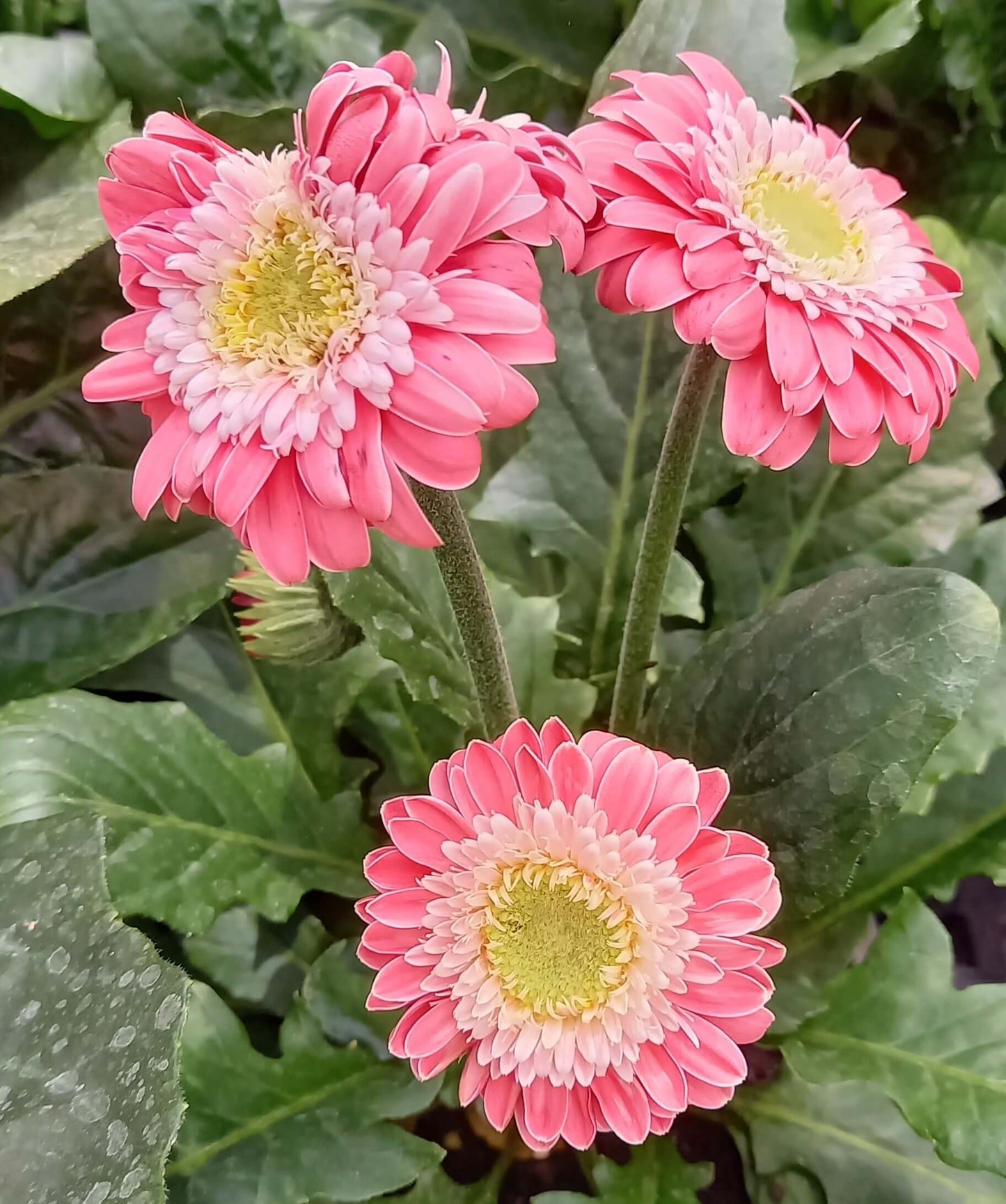 Gerbera Garvinea® in verschiedenen Farben