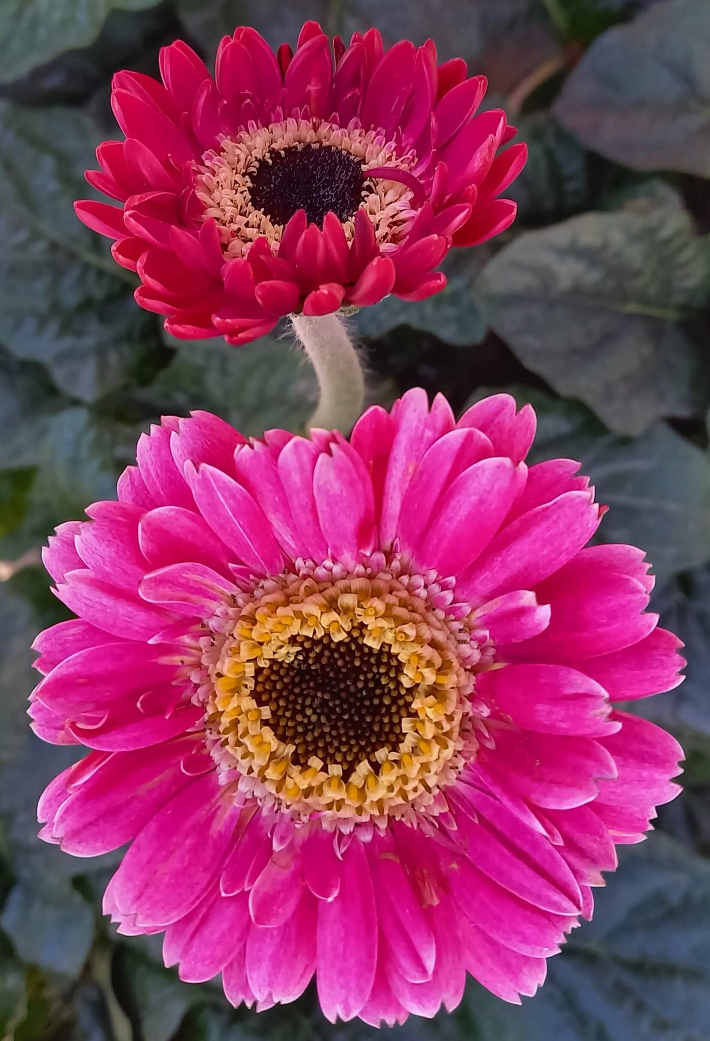 Gerbera Garvinea® in verschiedenen Farben