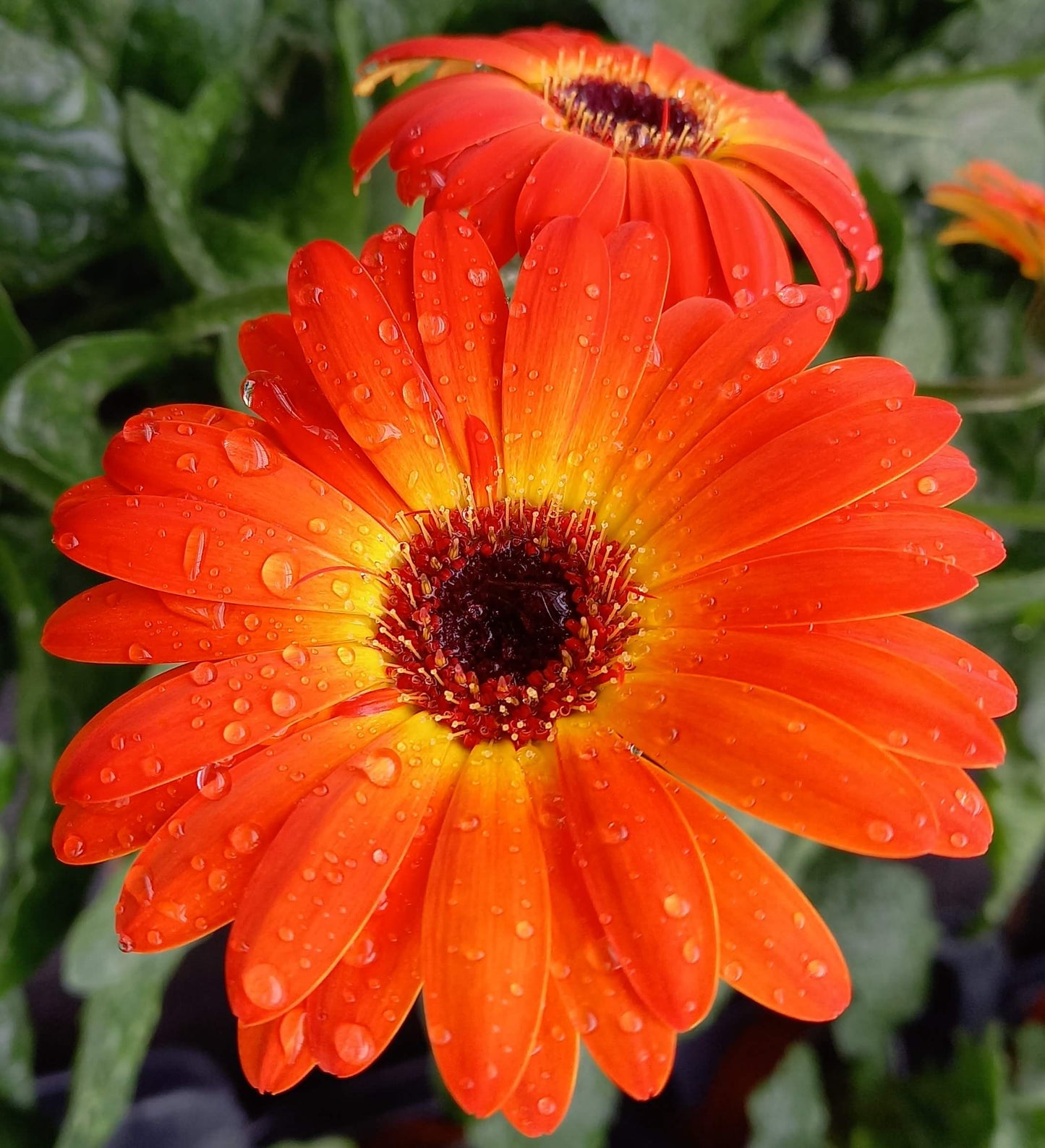 Gerbera Garvinea® in verschiedenen Farben