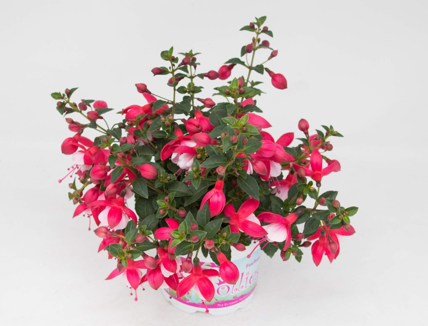 Stehende Fuchsien (Fuchsia) im Spar-Set | 4 Stück