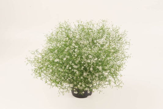 Mauer-Gipskraut (Gypsophila muralis) 'Fleur White' T12