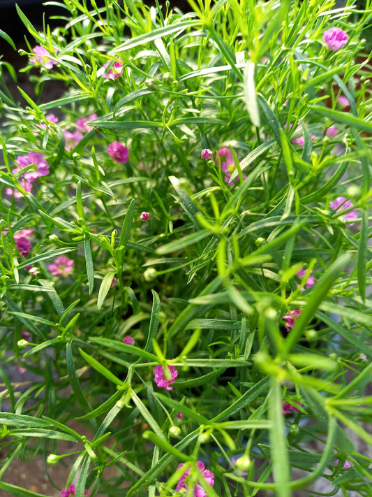 Mauer-Gipskraut (Gypsophila muralis) 'Gypsy Deep Rose' T12