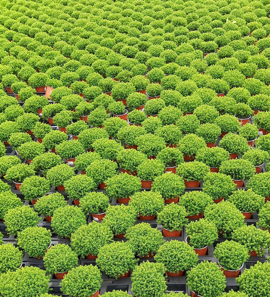 Strauchveronika (Hebe) 'Green Globe' T12 - winterhart