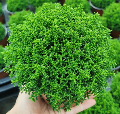 Strauchveronika (Hebe) 'Green Globe' T12 - winterhart