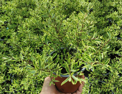 Strauchveronika (Hebe) 'Magicolor®' in verschiedenen Farben - winterhart