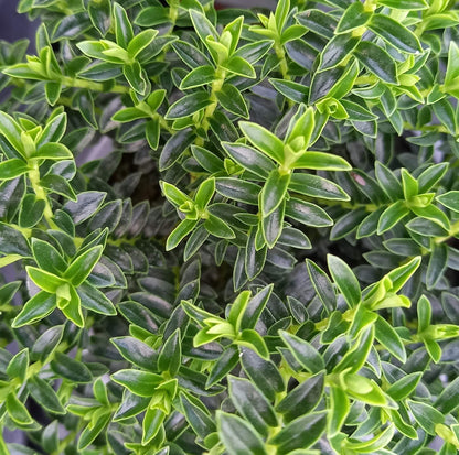Strauchveronika (Hebe) 'New Zealand Gold' T12 - winterhart