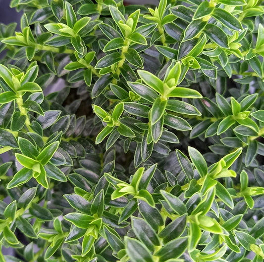 Strauchveronika (Hebe) 'New Zealand Gold' T12 - winterhart