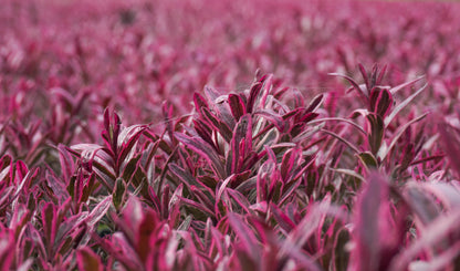 Strauchveronika (Hebe) 'Magicolor®' in verschiedenen Farben - winterhart