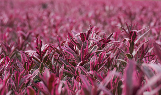 Strauchveronika (Hebe) 'Magicolor®' in verschiedenen Farben - winterhart