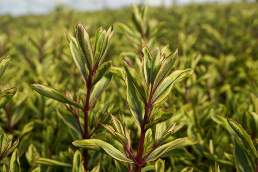 Strauchveronika (Hebe) 'Magicolor®' in verschiedenen Farben - winterhart