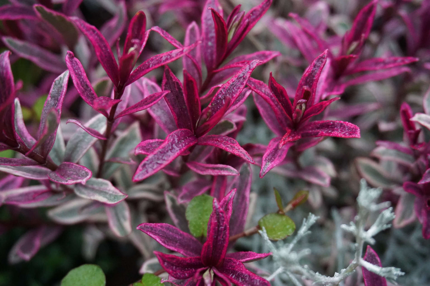 Strauchveronika (Hebe) 'Magicolor®' in verschiedenen Farben - winterhart