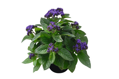 Vanilleblume (Heliotropium arborescens) violett-blau T12