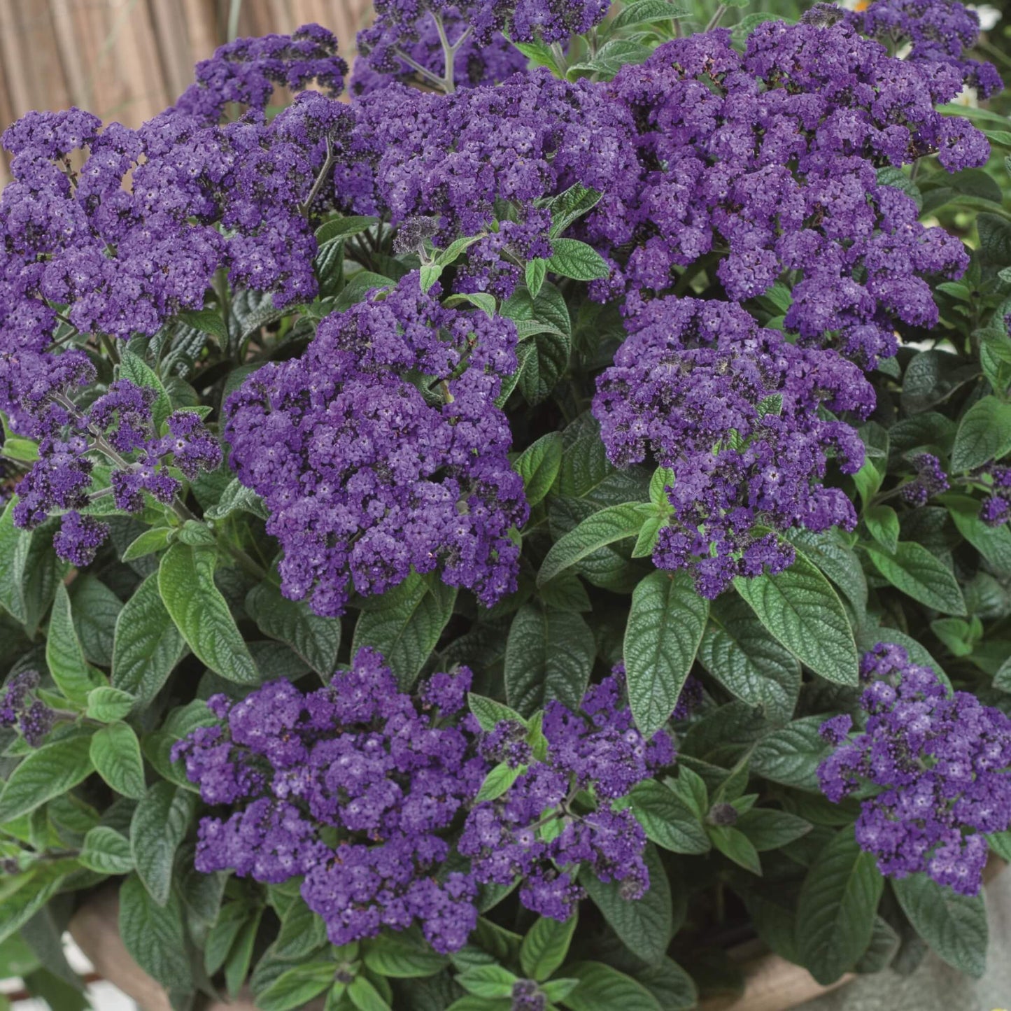 Vanilleblume (Heliotropium arborescens) violett-blau T12