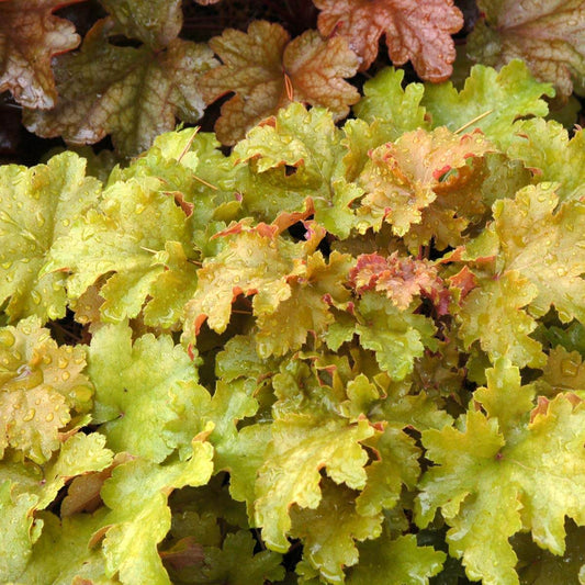 Purpurglöckchen (Heuchera) 'Elite'  in verschiedenen Sorten - winterhart
