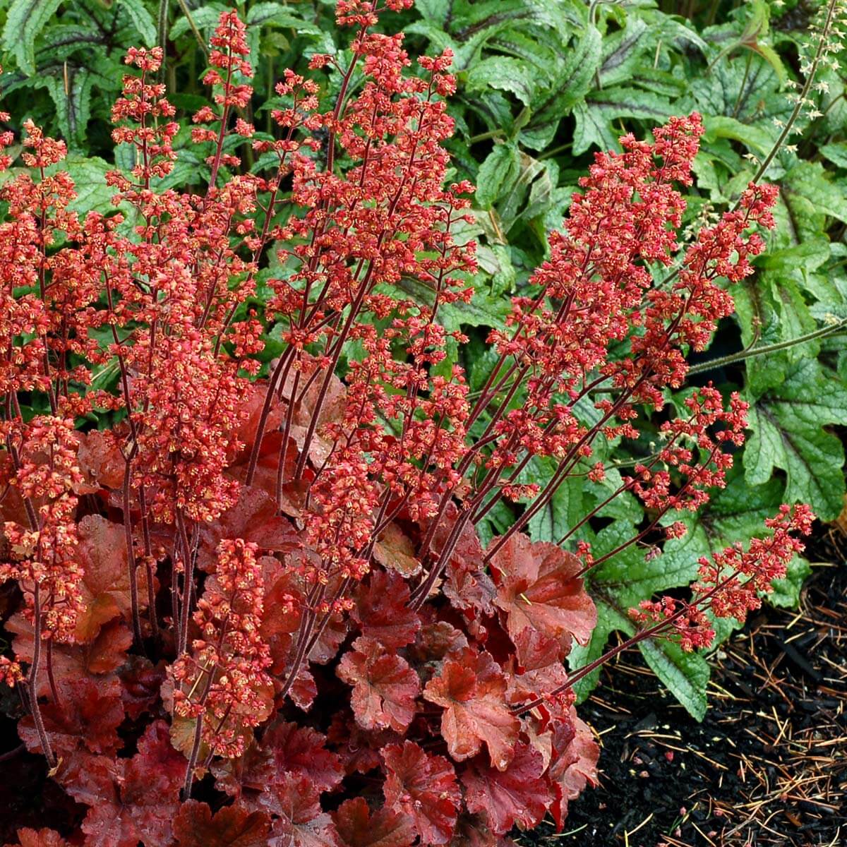 Purpurglöckchen (Heuchera) 'Elite'  in verschiedenen Sorten - winterhart