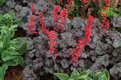 Purpurglöckchen (Heuchera) 'Elite'  in verschiedenen Sorten - winterhart