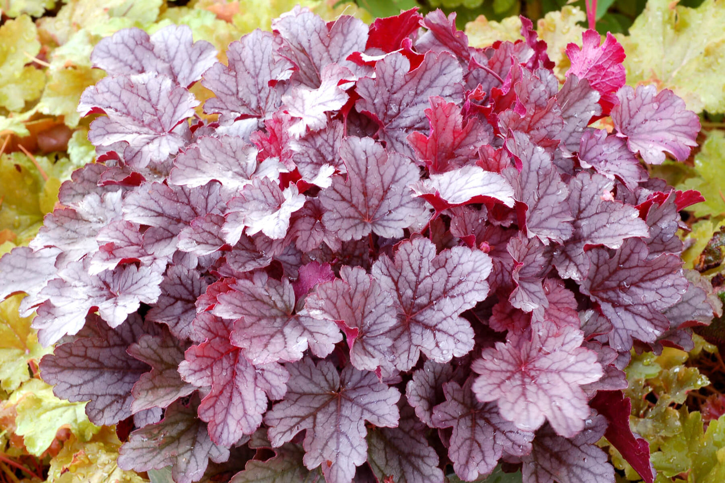 Purpurglöckchen (Heuchera) 'Elite'  in verschiedenen Sorten - winterhart