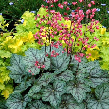 Purpurglöckchen (Heuchera) 'Elite'  in verschiedenen Sorten - winterhart