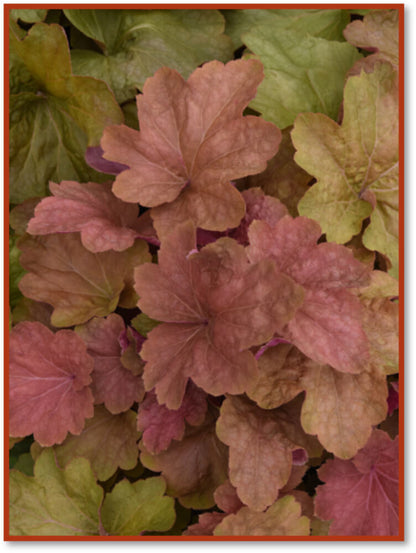 Purpurglöckchen (Heuchera) 'Elite'  in verschiedenen Sorten - winterhart