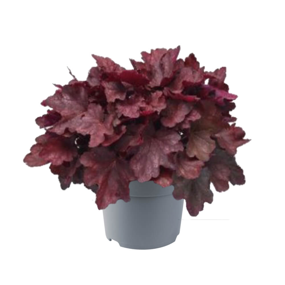 Purpurglöckchen (Heuchera) 'Carnival' in verschiedenen Farben - winterhart