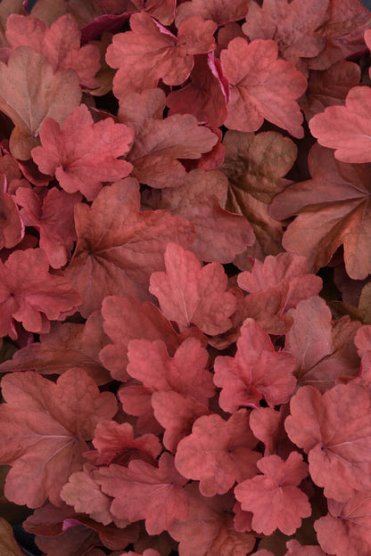 Purpurglöckchen (Heuchera) 'Carnival' in verschiedenen Farben - winterhart
