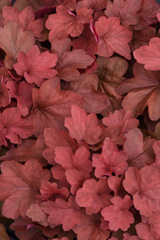 Purpurglöckchen (Heuchera) 'Carnival' in verschiedenen Farben - winterhart