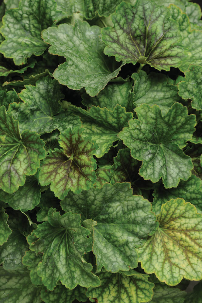 Purpurglöckchen (Heuchera) 'Carnival' in verschiedenen Farben - winterhart