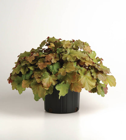 Purpurglöckchen (Heuchera) 'Carnival' in verschiedenen Farben - winterhart