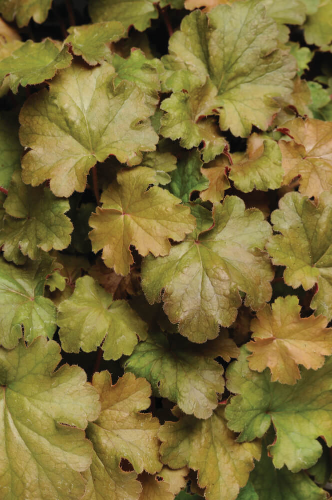 Purpurglöckchen (Heuchera) 'Carnival' in verschiedenen Farben - winterhart