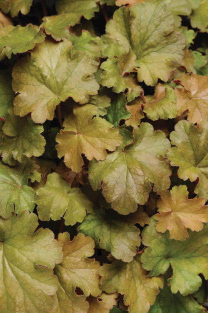 Purpurglöckchen (Heuchera) 'Carnival' in verschiedenen Farben - winterhart