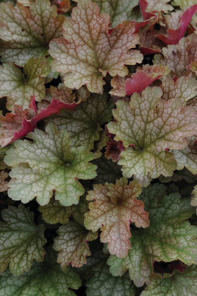 Purpurglöckchen (Heuchera) 'Carnival' in verschiedenen Farben - winterhart