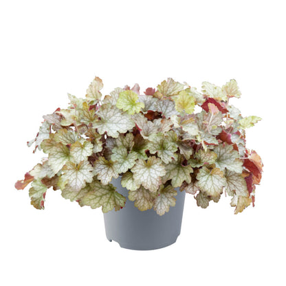Purpurglöckchen (Heuchera) 'Carnival' in verschiedenen Farben - winterhart