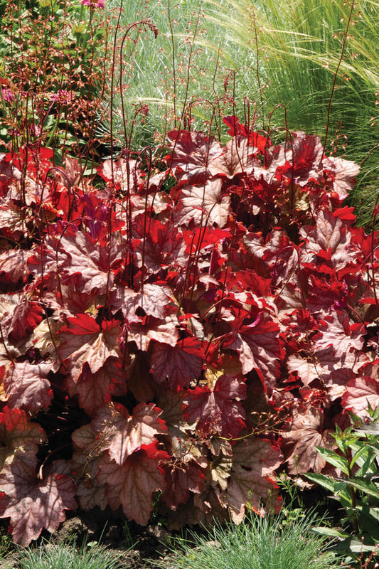 Purpurglöckchen (Heuchera) 'Carnival' in verschiedenen Farben - winterhart