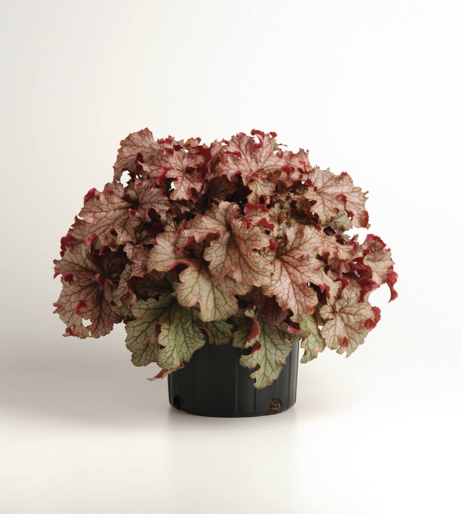 Purpurglöckchen (Heuchera) 'Carnival' in verschiedenen Farben - winterhart