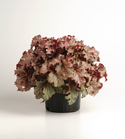 Purpurglöckchen (Heuchera) 'Carnival' in verschiedenen Farben - winterhart