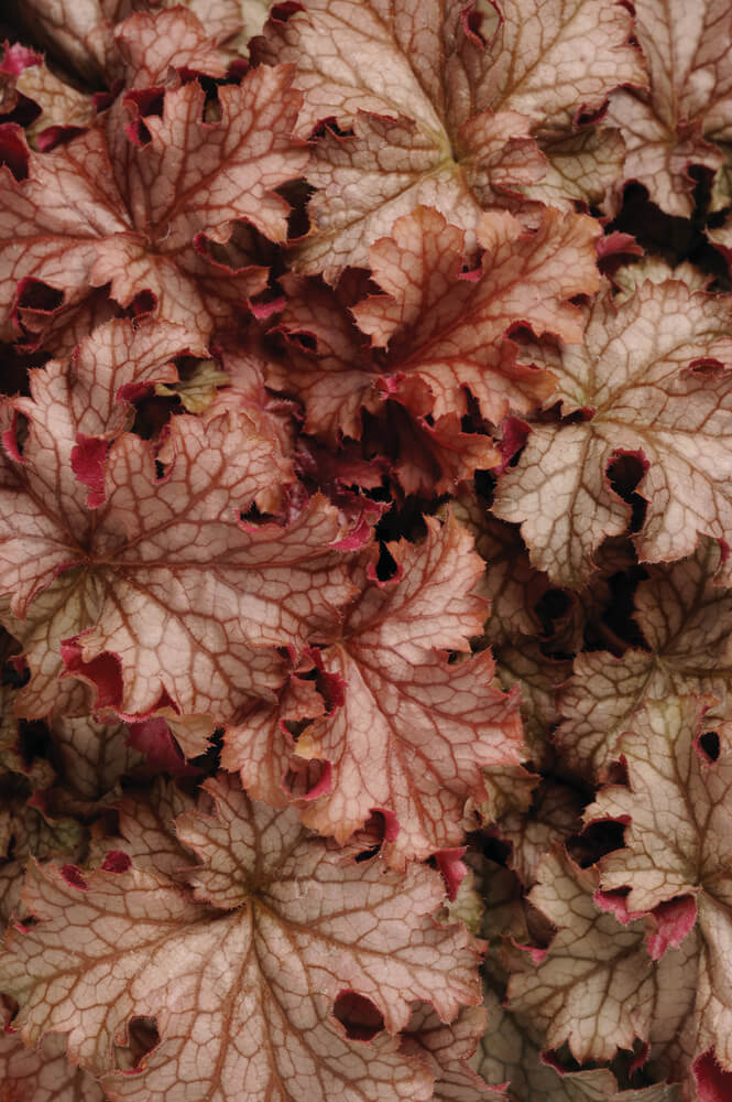Purpurglöckchen (Heuchera) 'Carnival' in verschiedenen Farben - winterhart