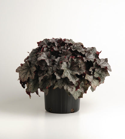 Purpurglöckchen (Heuchera) 'Carnival' in verschiedenen Farben - winterhart