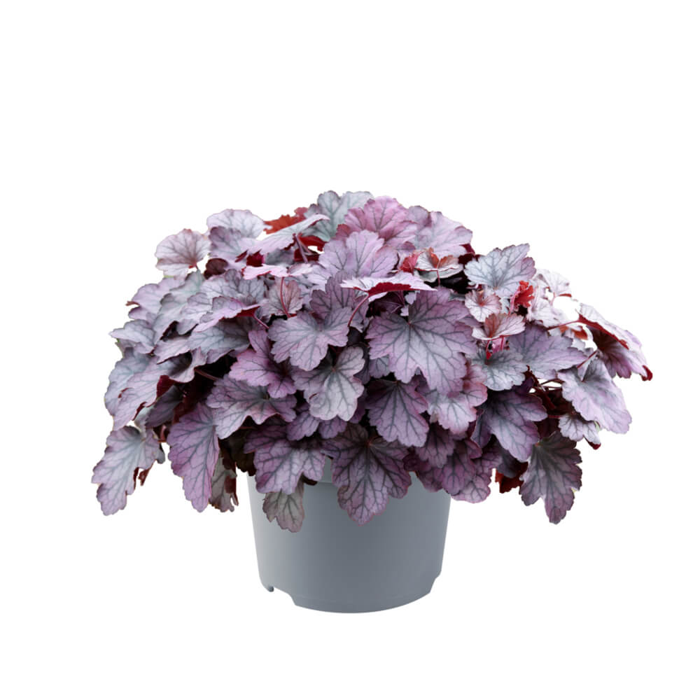 Purpurglöckchen (Heuchera) 'Carnival' in verschiedenen Farben - winterhart