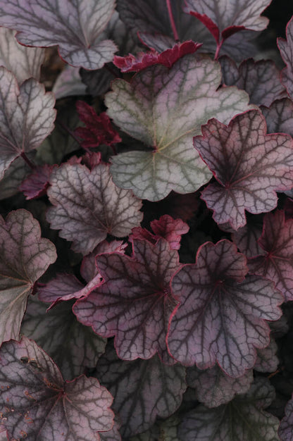 Purpurglöckchen (Heuchera) 'Carnival' in verschiedenen Farben - winterhart
