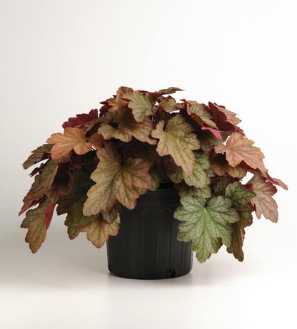 Purpurglöckchen (Heuchera) 'Carnival' in verschiedenen Farben - winterhart