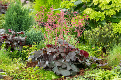 Purpurglöckchen (Heuchera) 'Hip Hip Hooray' T12 - winterhart