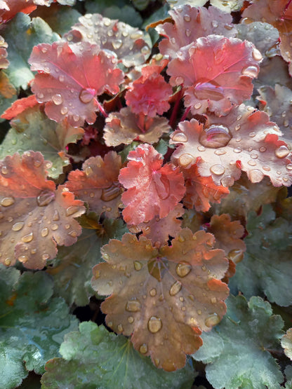 Purpurglöckchen (Heuchera) Elite im Spar-Set | 4 Stück T12 - winterhart