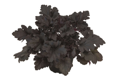 Purpurglöckchen (Heuchera) 'Elite'  in verschiedenen Sorten - winterhart