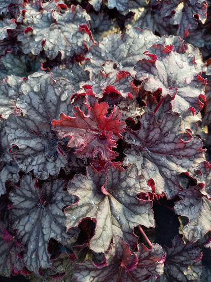 Purpurglöckchen (Heuchera) Elite im Spar-Set | 4 Stück T12 - winterhart