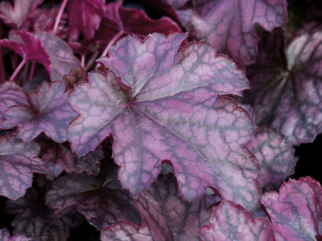 Purpurglöckchen (Heuchera) 'Elite'  in verschiedenen Sorten - winterhart