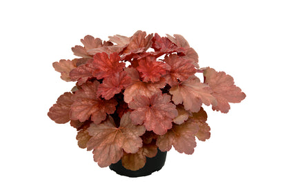 Purpurglöckchen (Heuchera) 'Elite'  in verschiedenen Sorten - winterhart