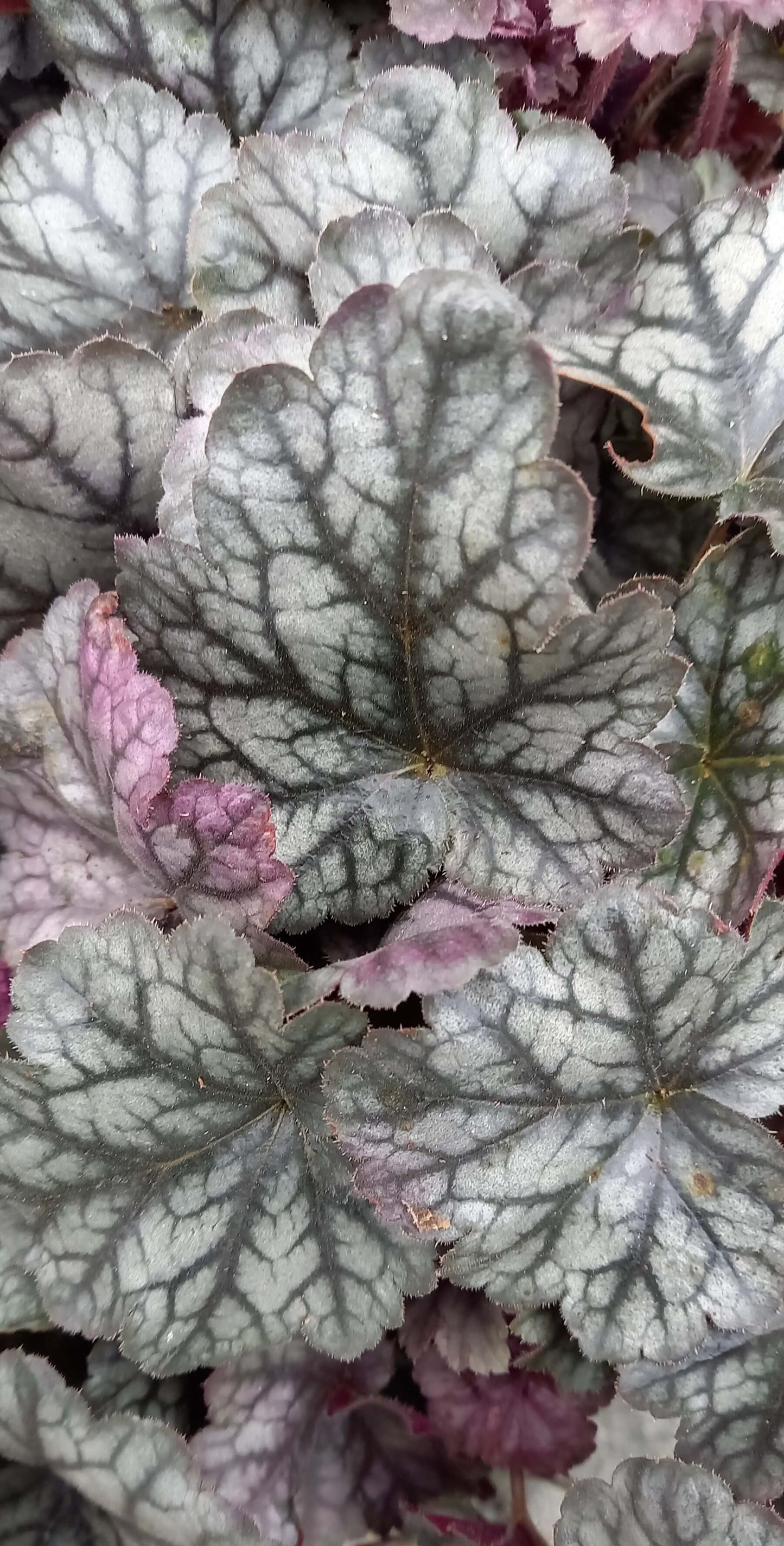 Purpurglöckchen (Heuchera) Elite im Spar-Set | 4 Stück T12 - winterhart
