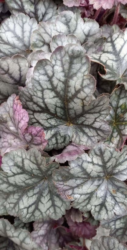 Purpurglöckchen (Heuchera) Elite im Spar-Set | 4 Stück T12 - winterhart